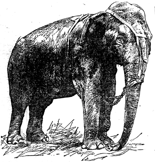 1903 – Topsy the Elephant Electrocuted at Luna Park