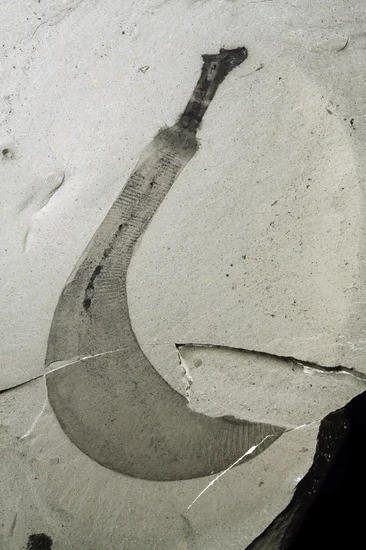 1909 – Charles Walcott Discovers Burgess Shale Fossils
