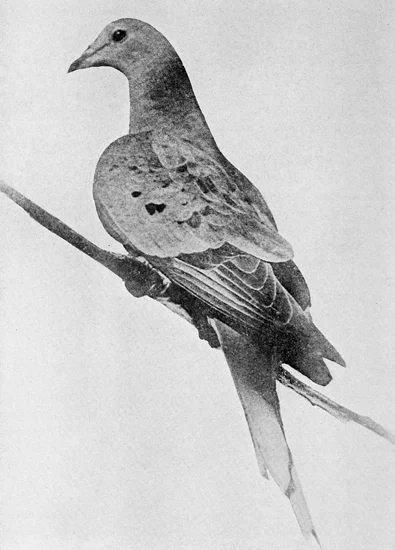 1914 – Martha, Last Passenger Pigeon Dies