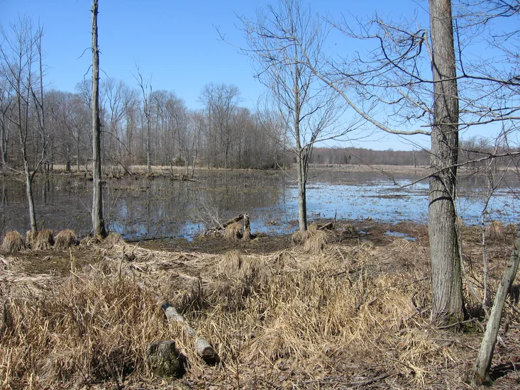1960 – Great Swamp Wildlife Refuge Established