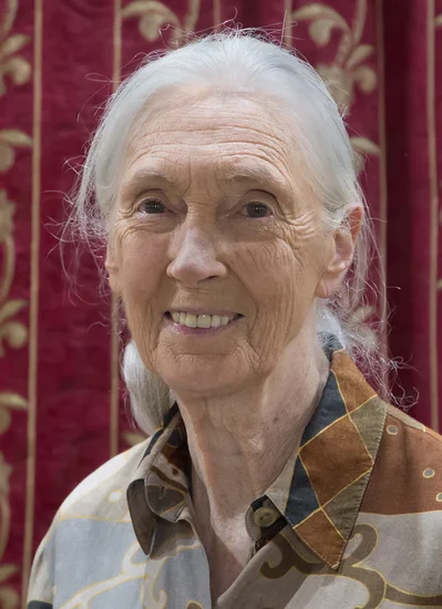 1960 – Jane Goodall Arrives at Gombe Stream