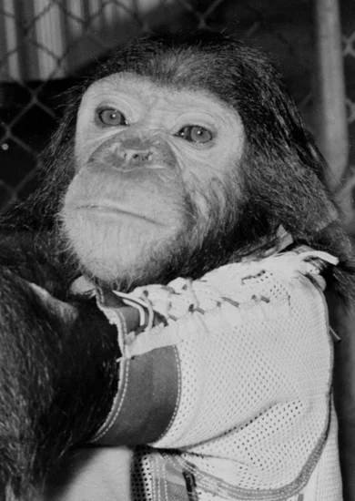 1961 – Enos the Chimpanzee Launched Into Space