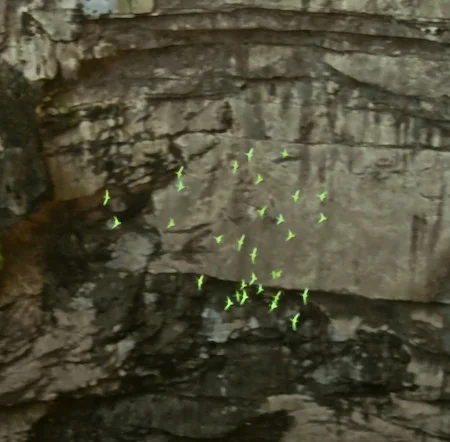 1966 – Cave of Swallows Discovered