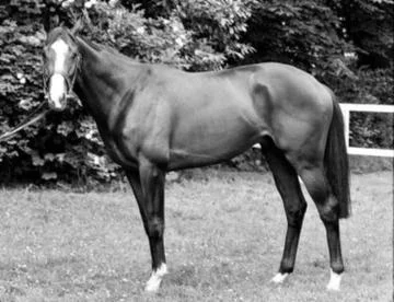 1983 – Shergar Kidnapping