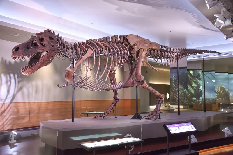 1990 – Sue the Tyrannosaurus Rex Discovered