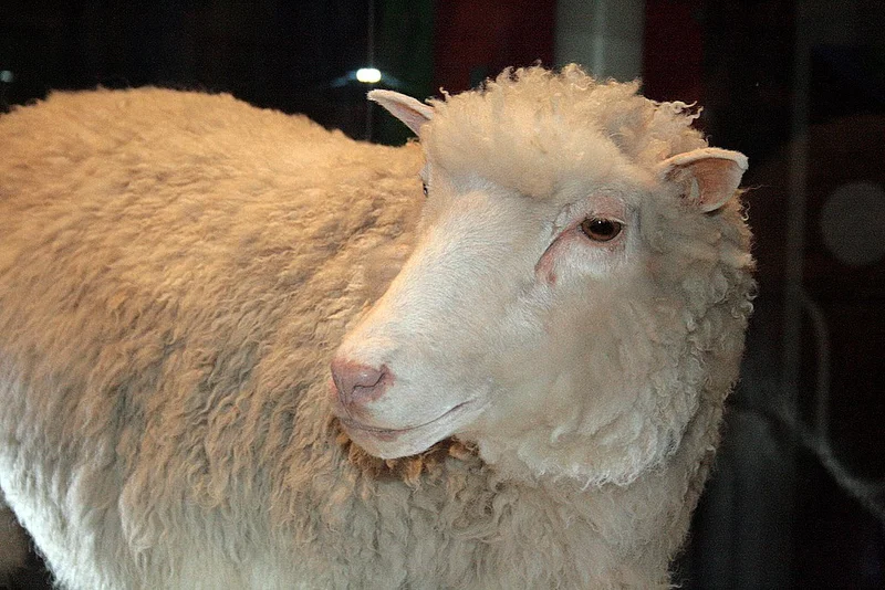 1996 – Dolly the Sheep Cloned