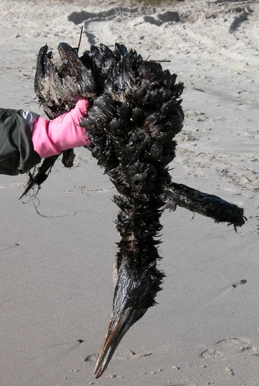 2002 – Prestige Oil Spill Begins