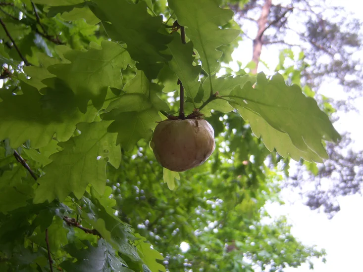 Oak Apple Day in England