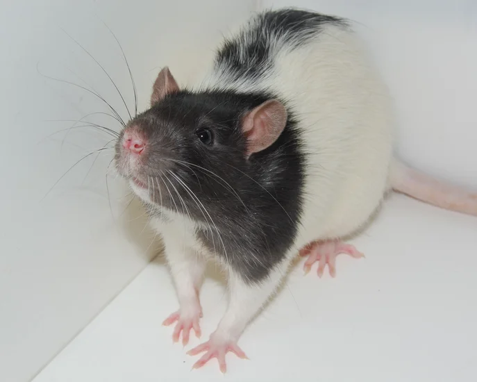 World Day for Laboratory Animals