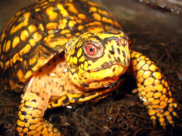 World Turtle Day